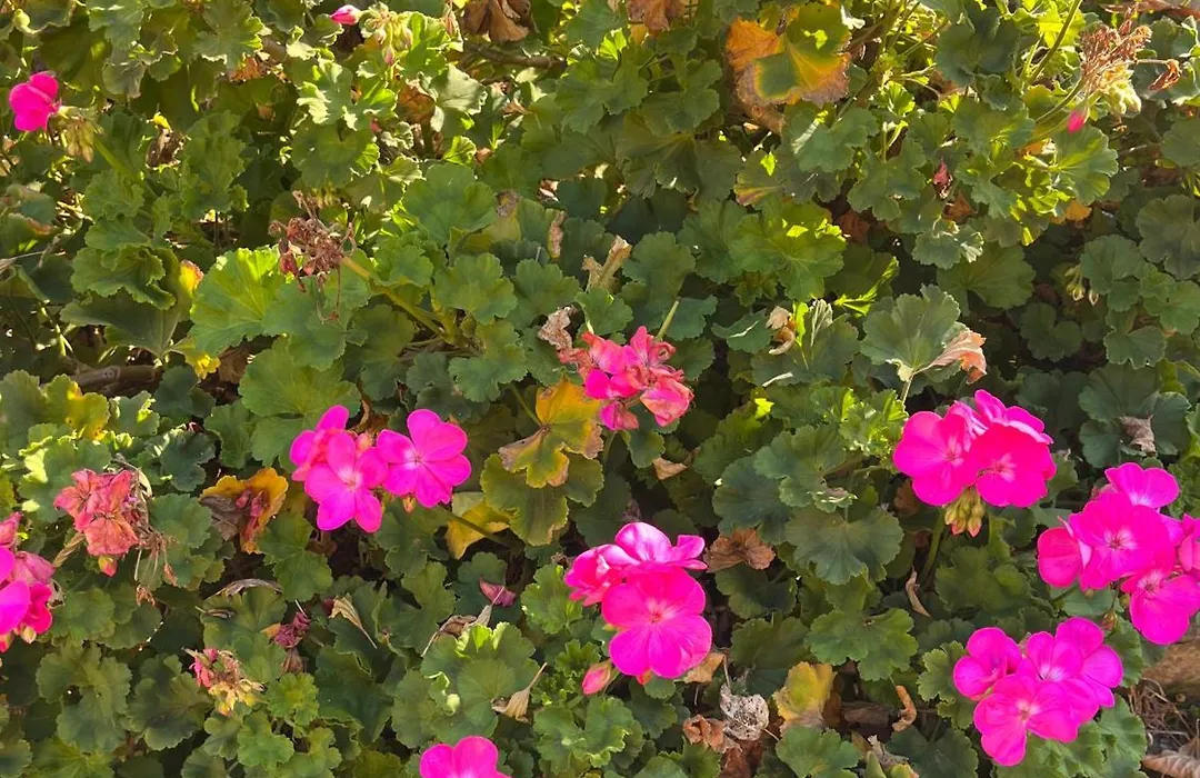 Bloom As You Are-1